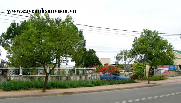 long não