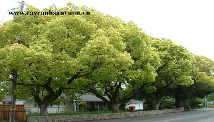 cây long não