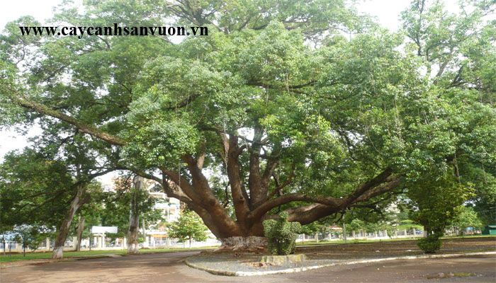 cây dã hương