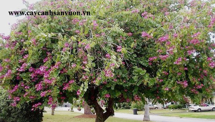 cây móng bò