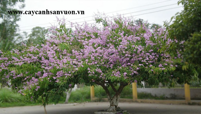 cây móng bò