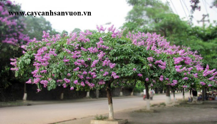 cây móng bò