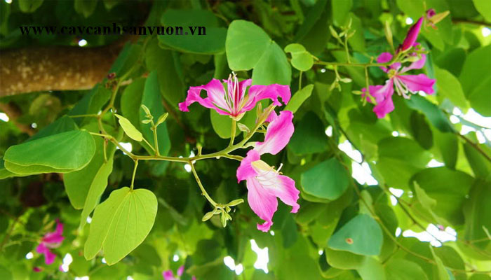 cây móng bò