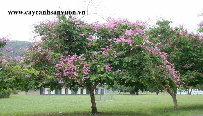 cây móng bò