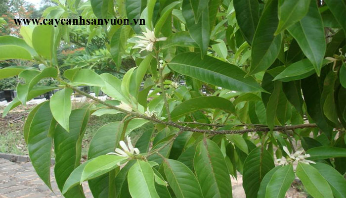 cây ngọc lan