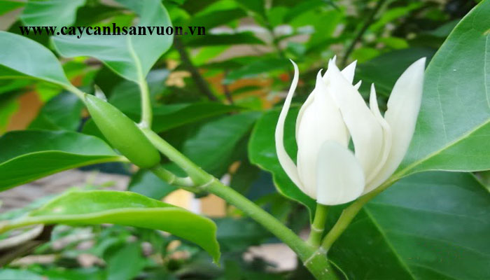 cây ngọc lan