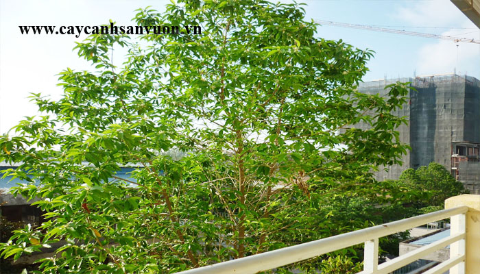cây ngọc lan