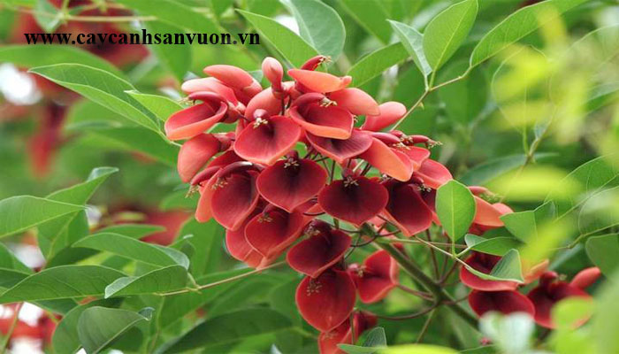 cây osaka hoa đỏ