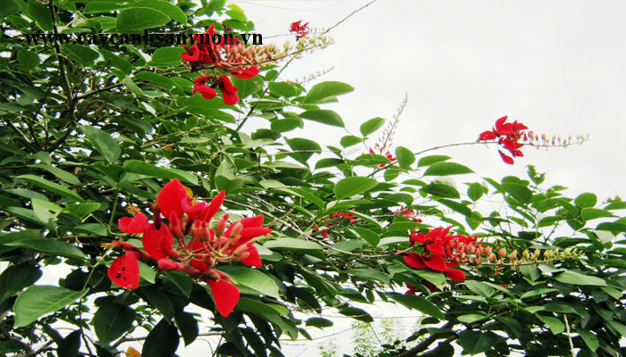 cây osaka hoa đỏ