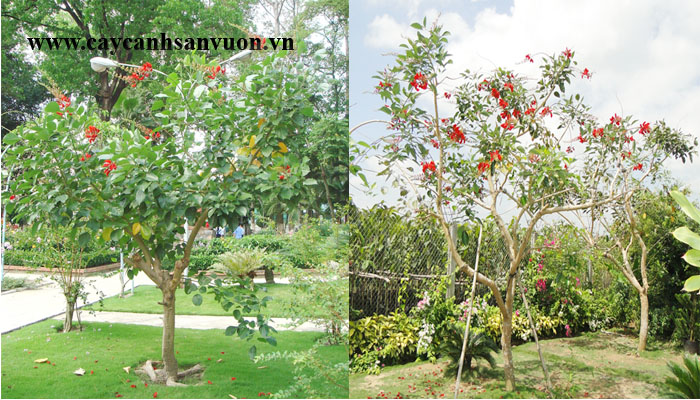 cây osaka hoa đỏ