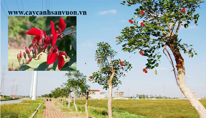 cây osaka hoa đỏ