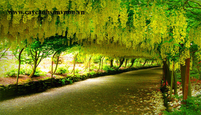 cây hoa osaka vàng