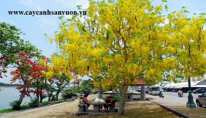 cây hoa osaka vàng