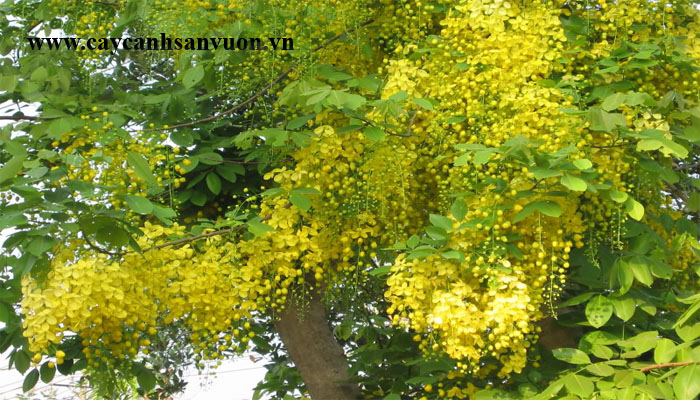 cây hoa osaka vàng