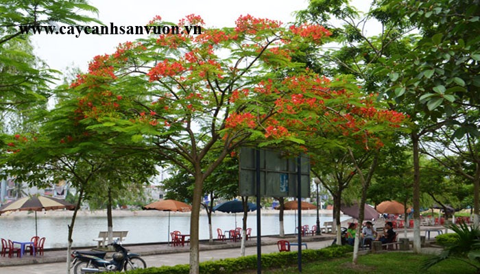 cây phượng vỹ