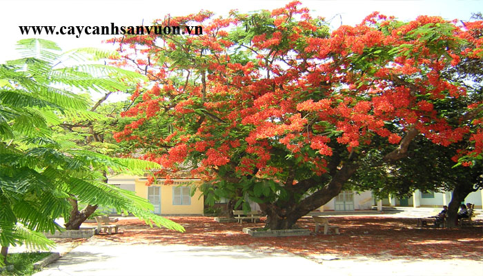 cây phượng vỹ