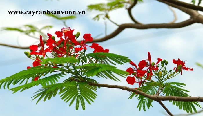 cây phượng vỹ