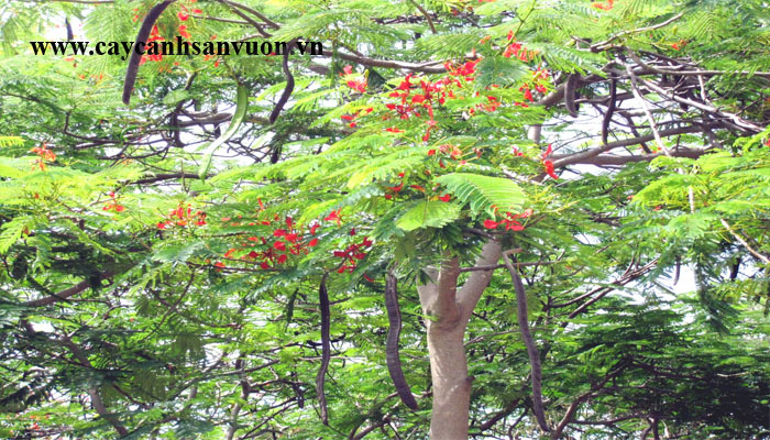 cây phượng vỹ