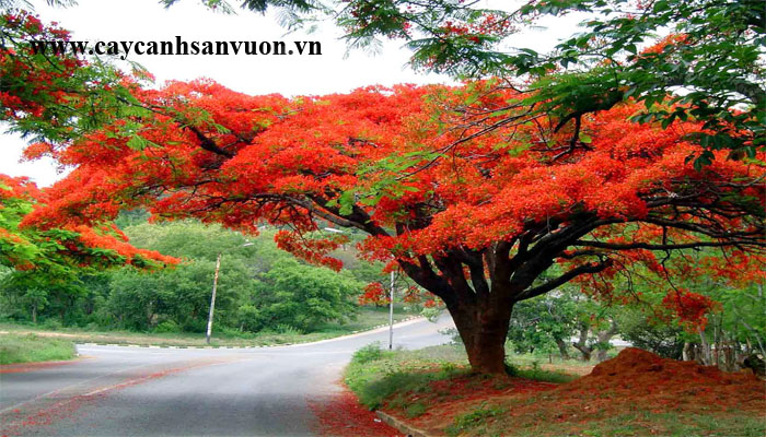 cây phượng vỹ