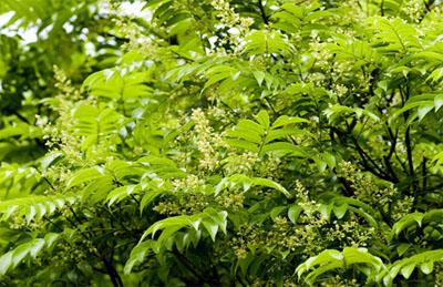 Cây sấu