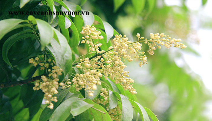 cây sấu