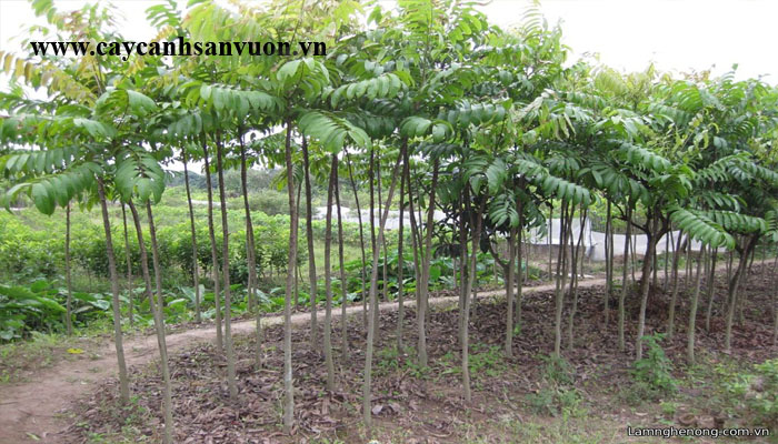 cây sấu