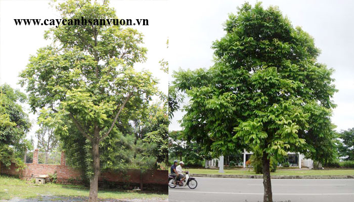 cây sấu