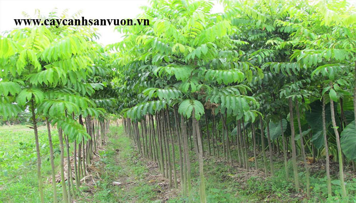 cây sấu