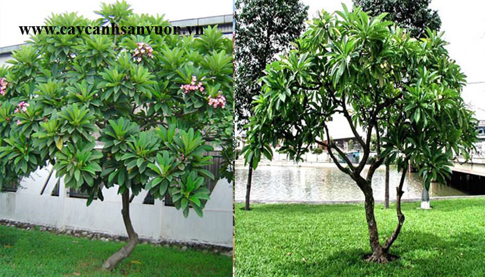 cây sứ đại