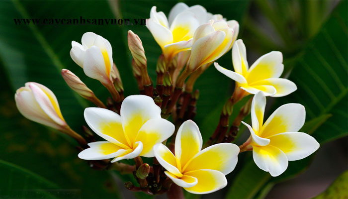 cây sứ đại