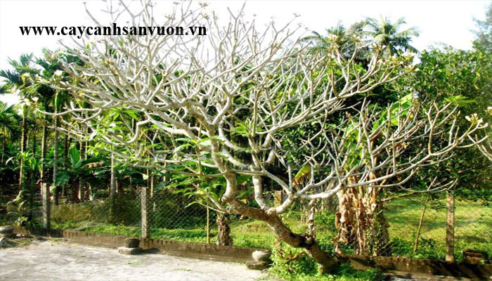 cây sứ đại