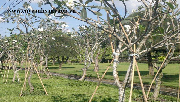 cây sứ đại