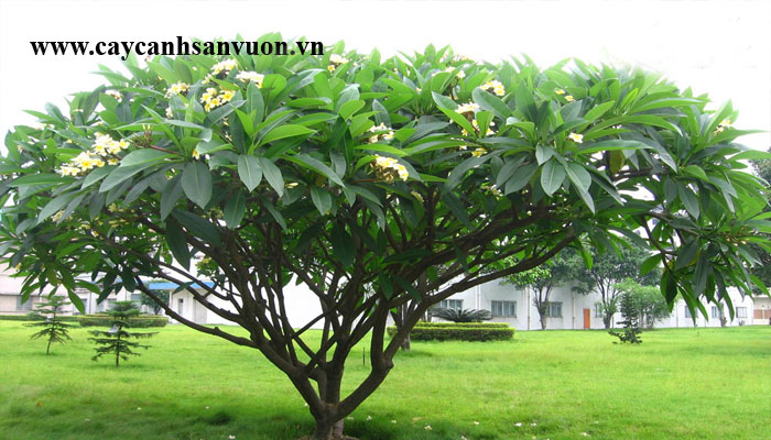 cây sứ đại