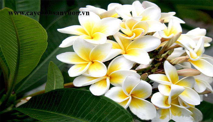 cây sứ đại
