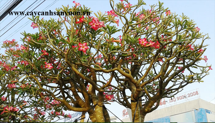 cây sứ đại