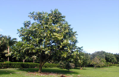 Cây sa kê