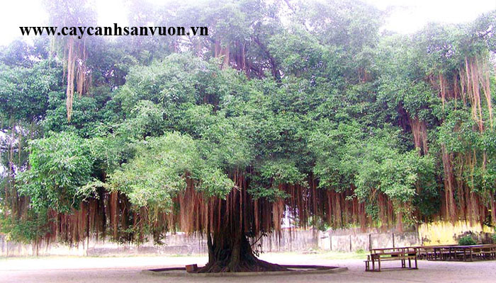 cây si