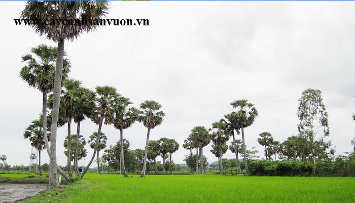 cây thốt nốt