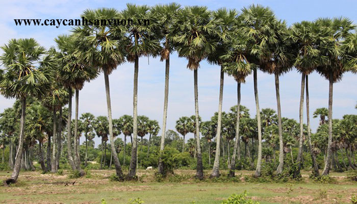 cây thốt nốt