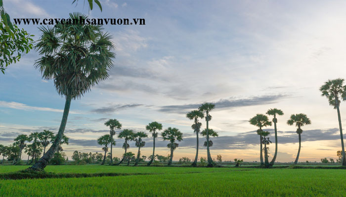 cây thốt nốt