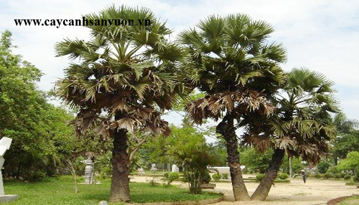 cây thốt nốt
