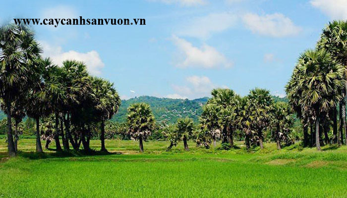 cây thốt nốt