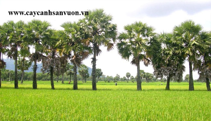 cây thốt nốt