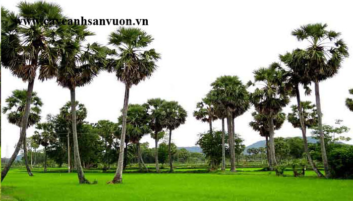 cây thốt nốt