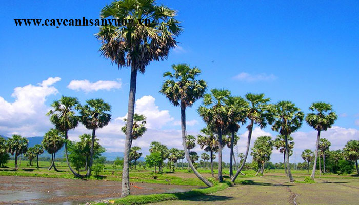cây thốt nốt