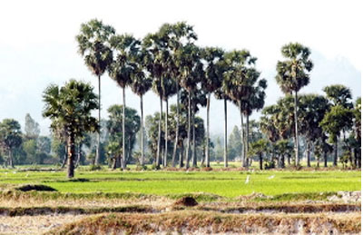 Cây thốt nốt