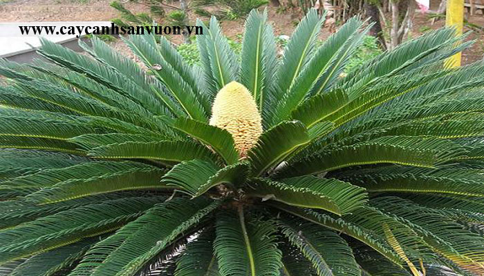 cây thiên tuế