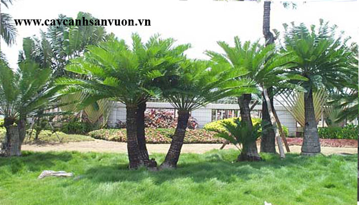 cây thiên tuế
