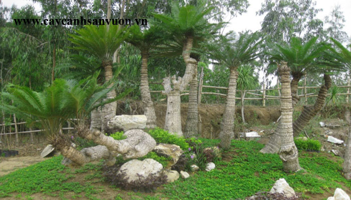 cây thiên tuế