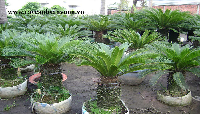 cây thiên tuế